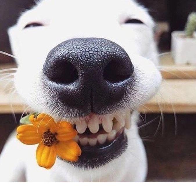 smiling puppy with teeth