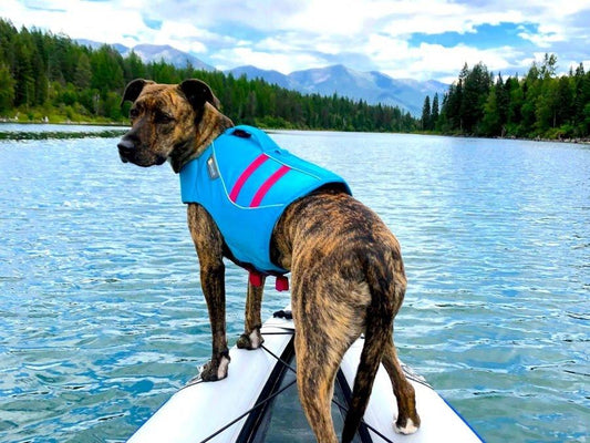 Water Safety - Happy Hounds Pet Supply