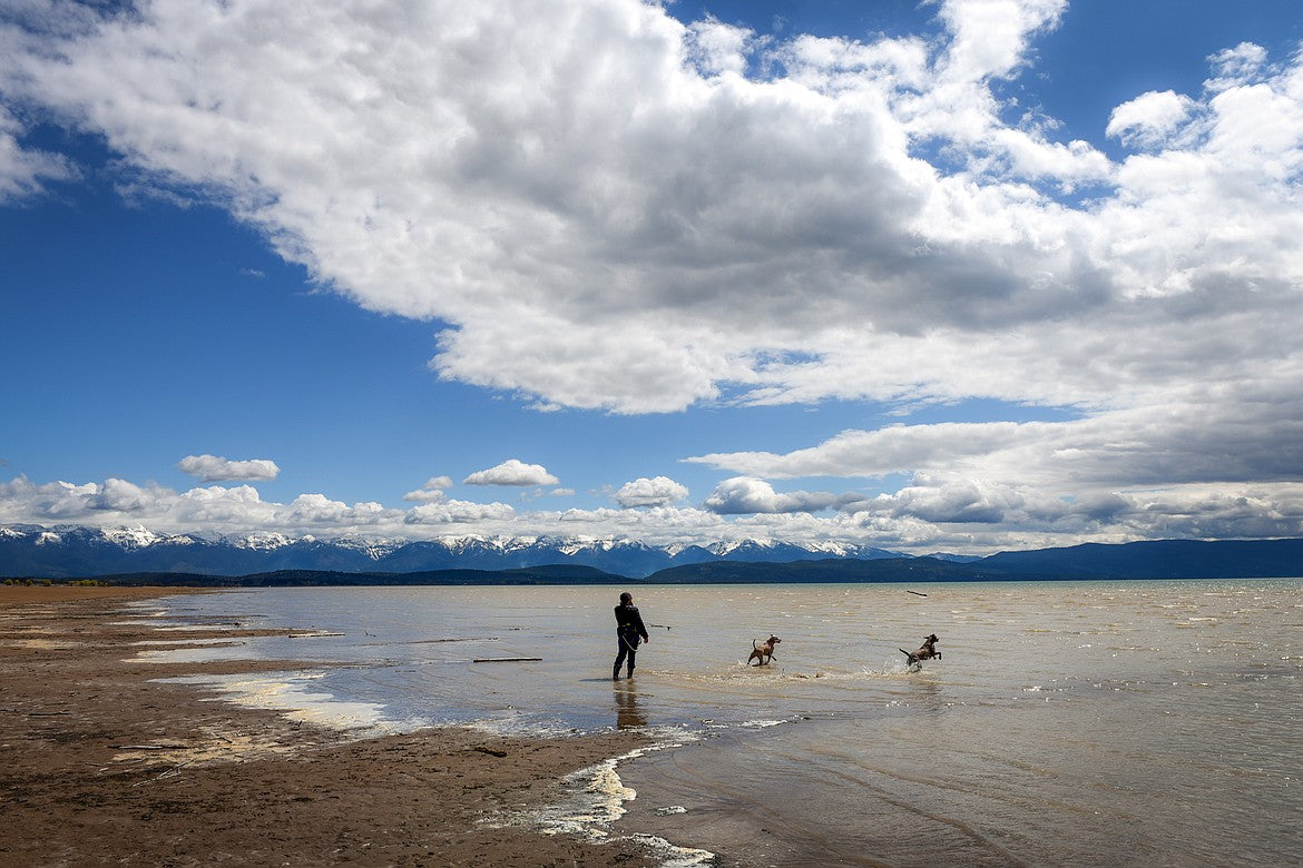 Woman with two dogs fetching sticks on Flathead Lake