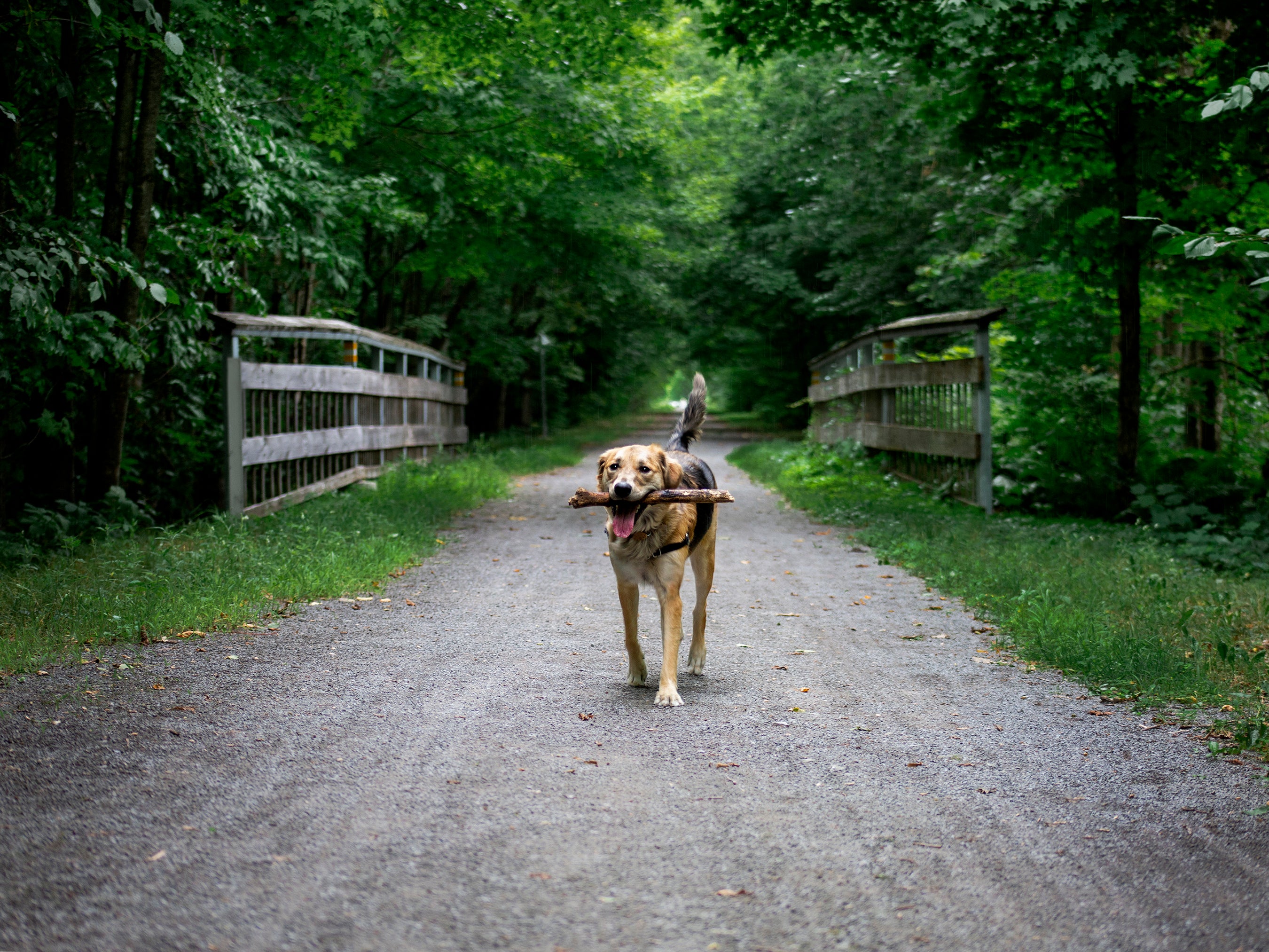 Dog with a stick in the woods
