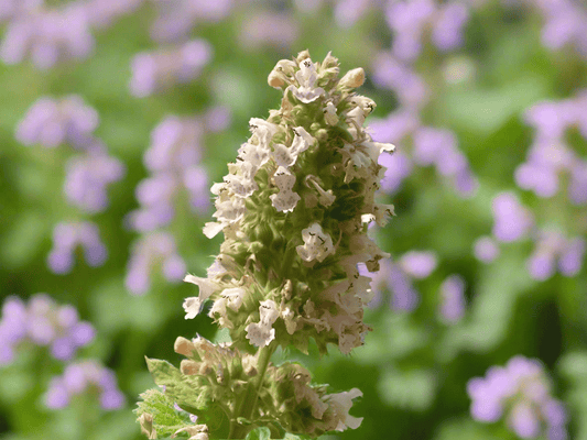 Catnip (per ounce) - Happy Hounds Pet Supply