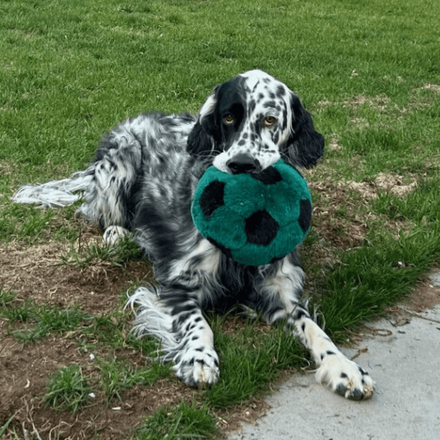 Fluff & Tuff Large and XL Plush Toys - Happy Hounds Pet Supply