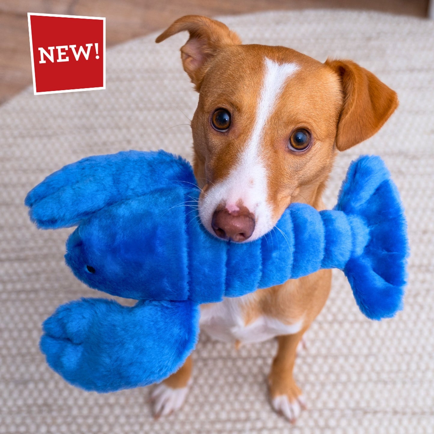 Fluff & Tuff Medium Plush Toys - Happy Hounds Pet Supply