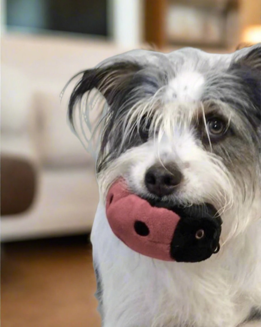 Fluff & Tuff Small Plush Toys - Happy Hounds Pet Supply