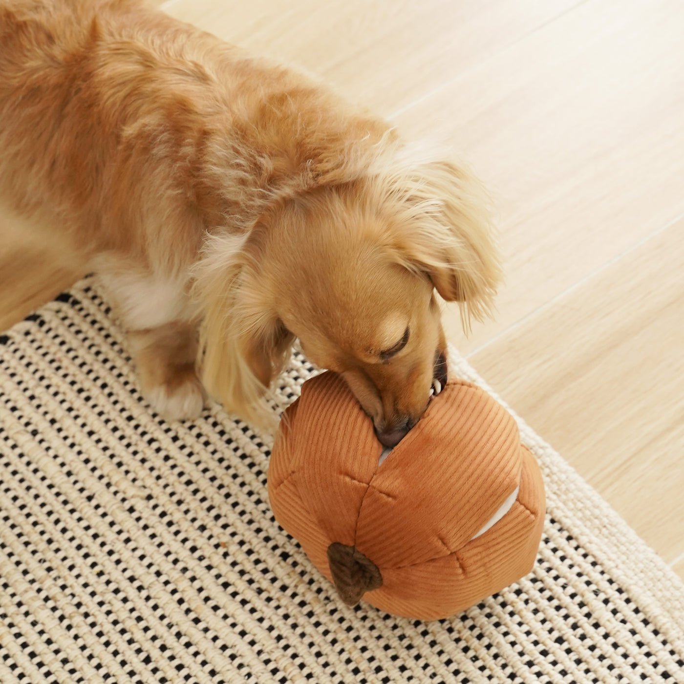 Lambwolf Squash Puzzle Toys - Happy Hounds Pet Supply