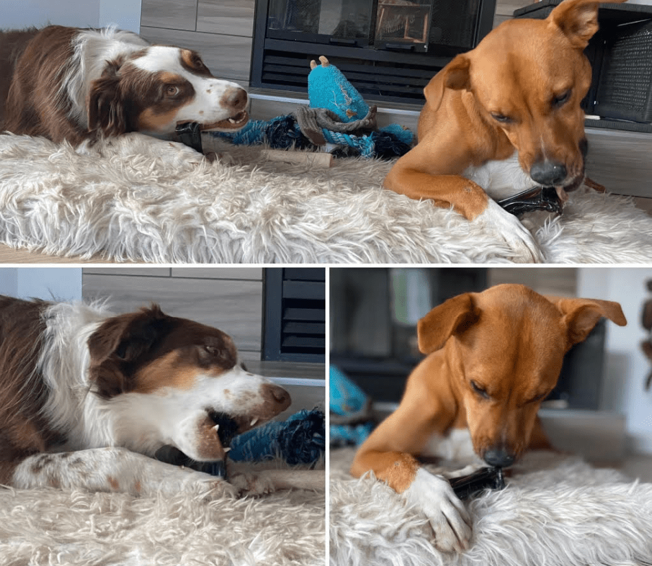 Mighty Marrows Collagen Dental Chew - Bacon - SM/LG - Happy Hounds Pet Supply