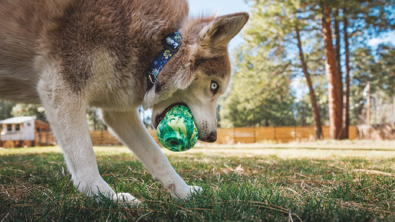 Ruffwear Morel Treat Fetch Toy - Happy Hounds Pet Supply