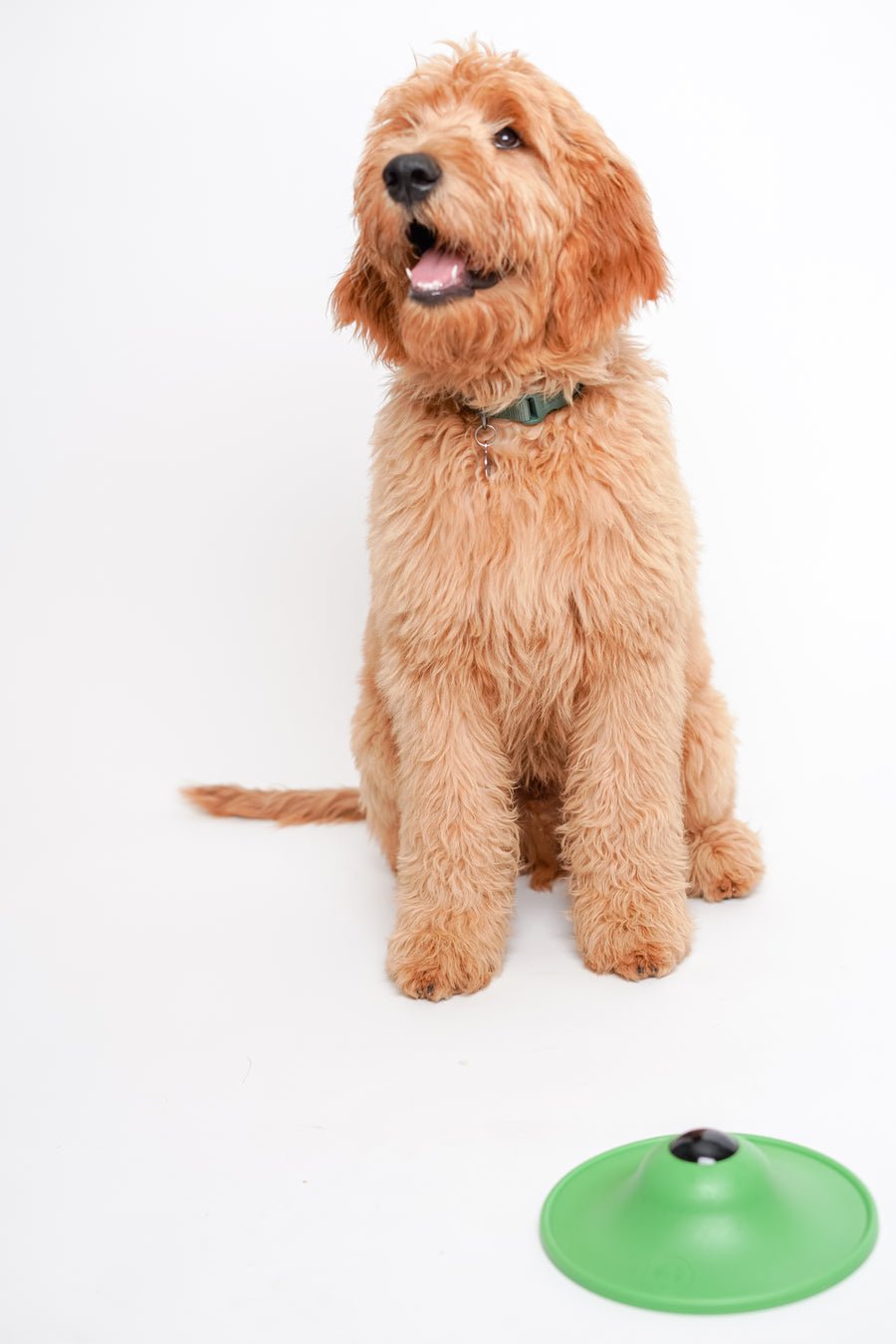 Stashios Soothing Saucer - Happy Hounds Pet Supply