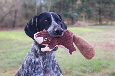 Tall Tails Plush Toys - Happy Hounds Pet Supply