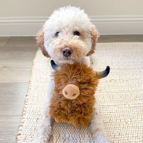 Tall Tails Plush Toys - Happy Hounds Pet Supply
