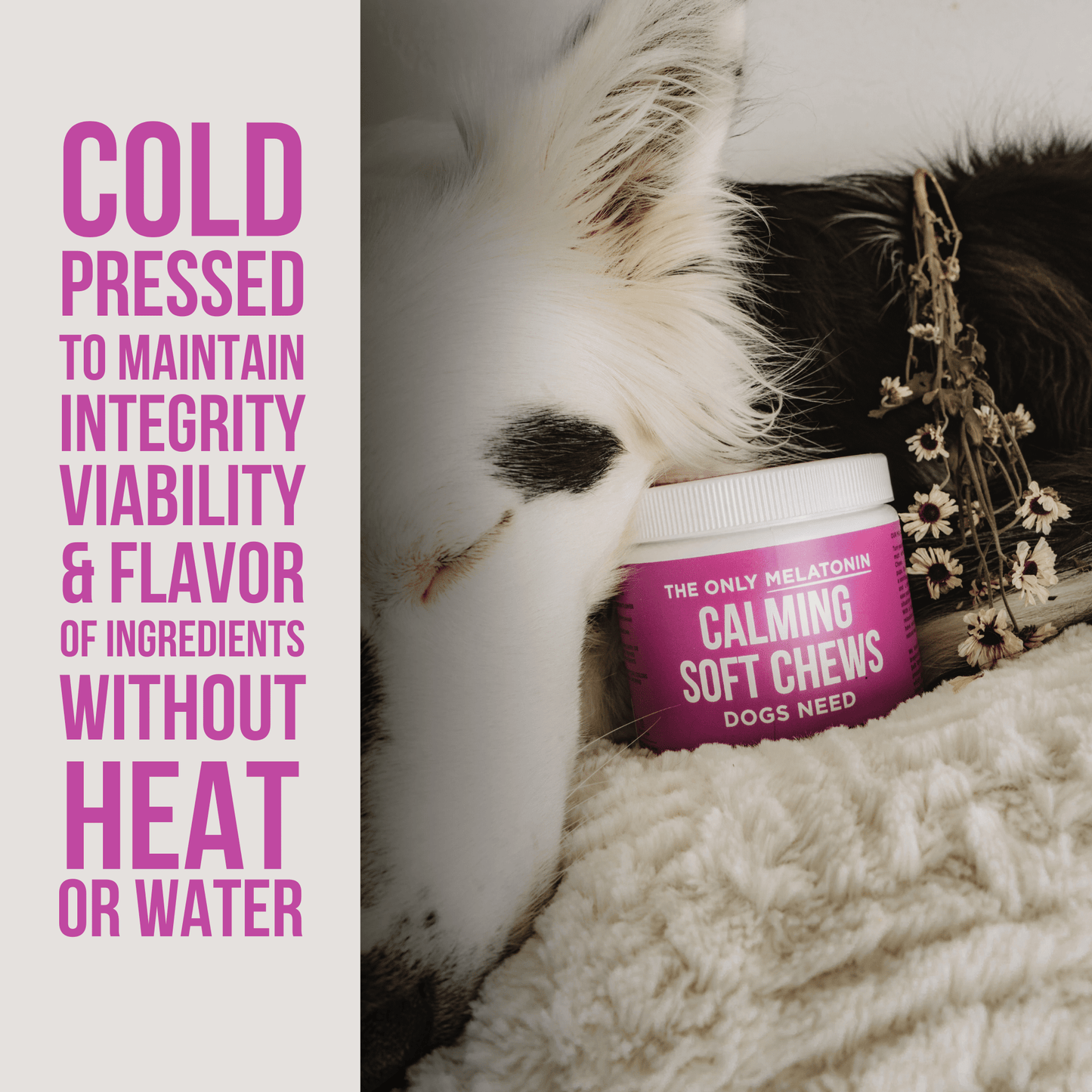 The Only Melatonin Calming Soft Chews Dogs Need - Happy Hounds Pet Supply