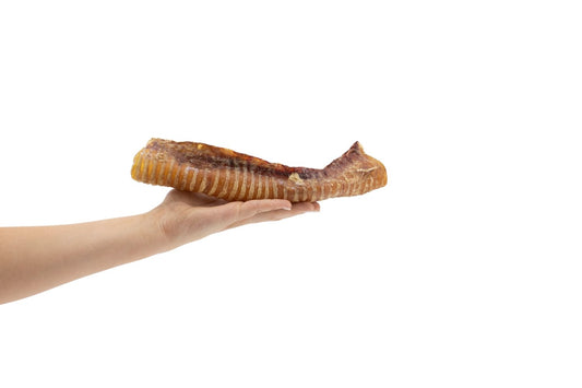 Whole Beef Trachea