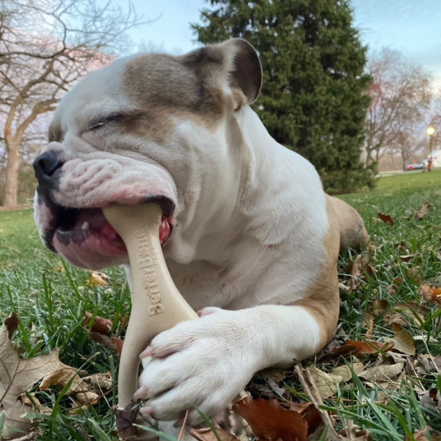 BetterBone - CLASSIC All Natural, Eco, Safe on teeth Chew Toy - Happy Hounds Pet Supply