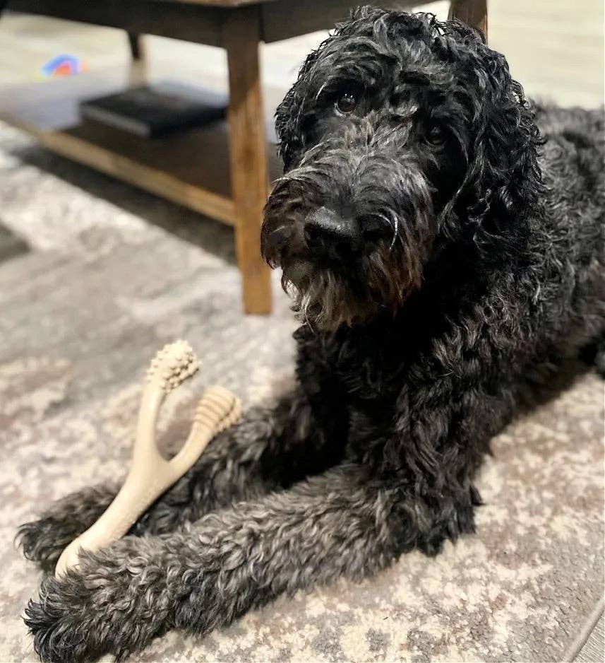 BetterBone - CLASSIC All Natural, Eco, Safe on teeth Chew Toy - Happy Hounds Pet Supply