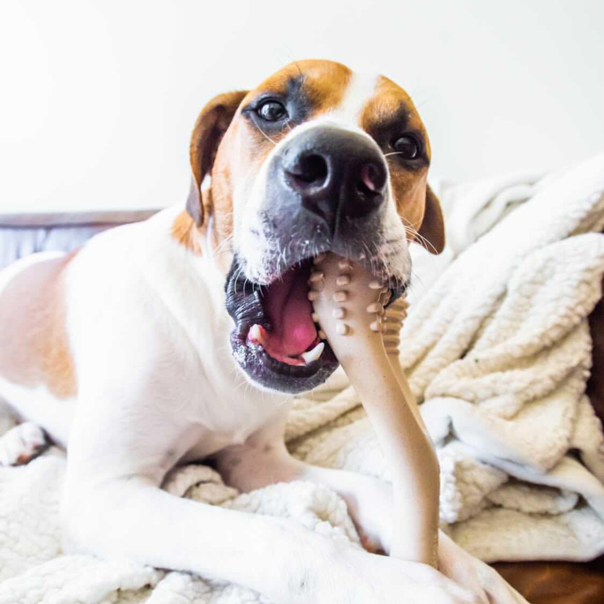 BetterBone - CLASSIC All Natural, Eco, Safe on teeth Chew Toy - Happy Hounds Pet Supply