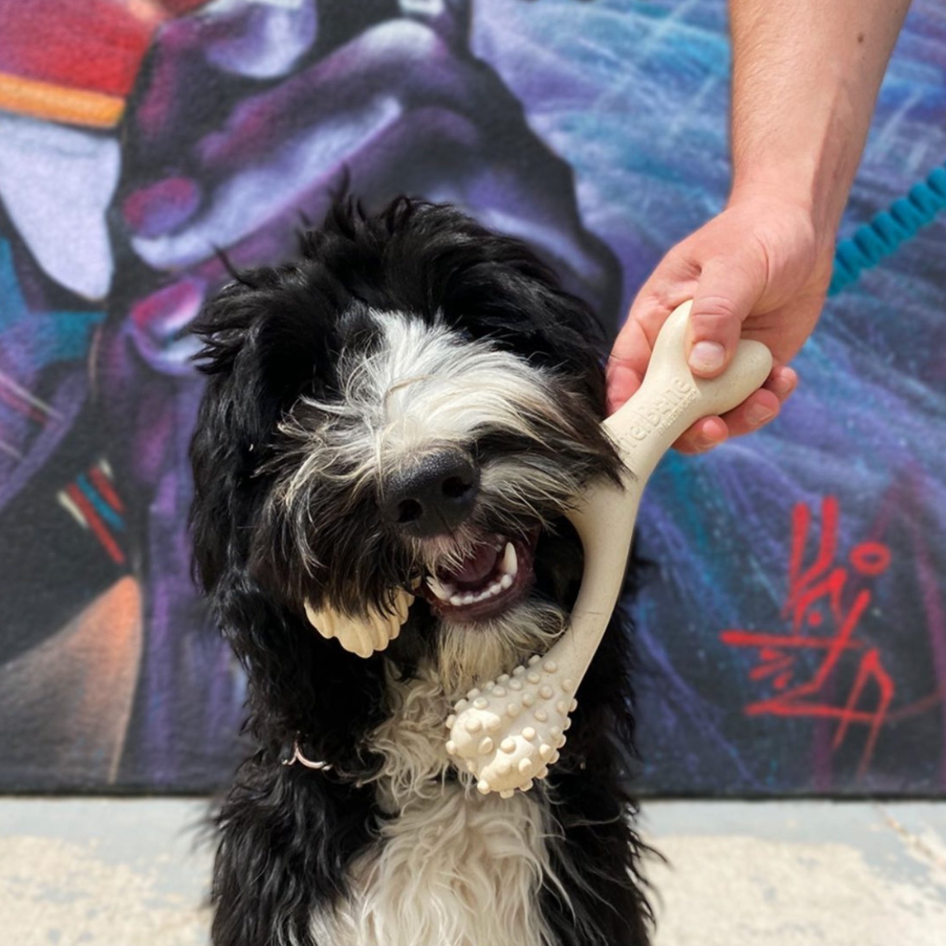 BetterBone - CLASSIC All Natural, Eco, Safe on teeth Chew Toy - Happy Hounds Pet Supply