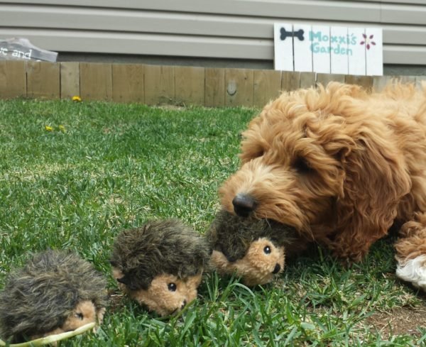 Burrows Mini Dog Toys