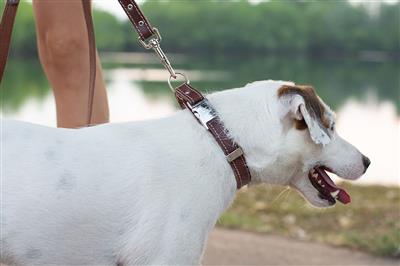 Euro Dog Quick Release Leather Collars Chocolate