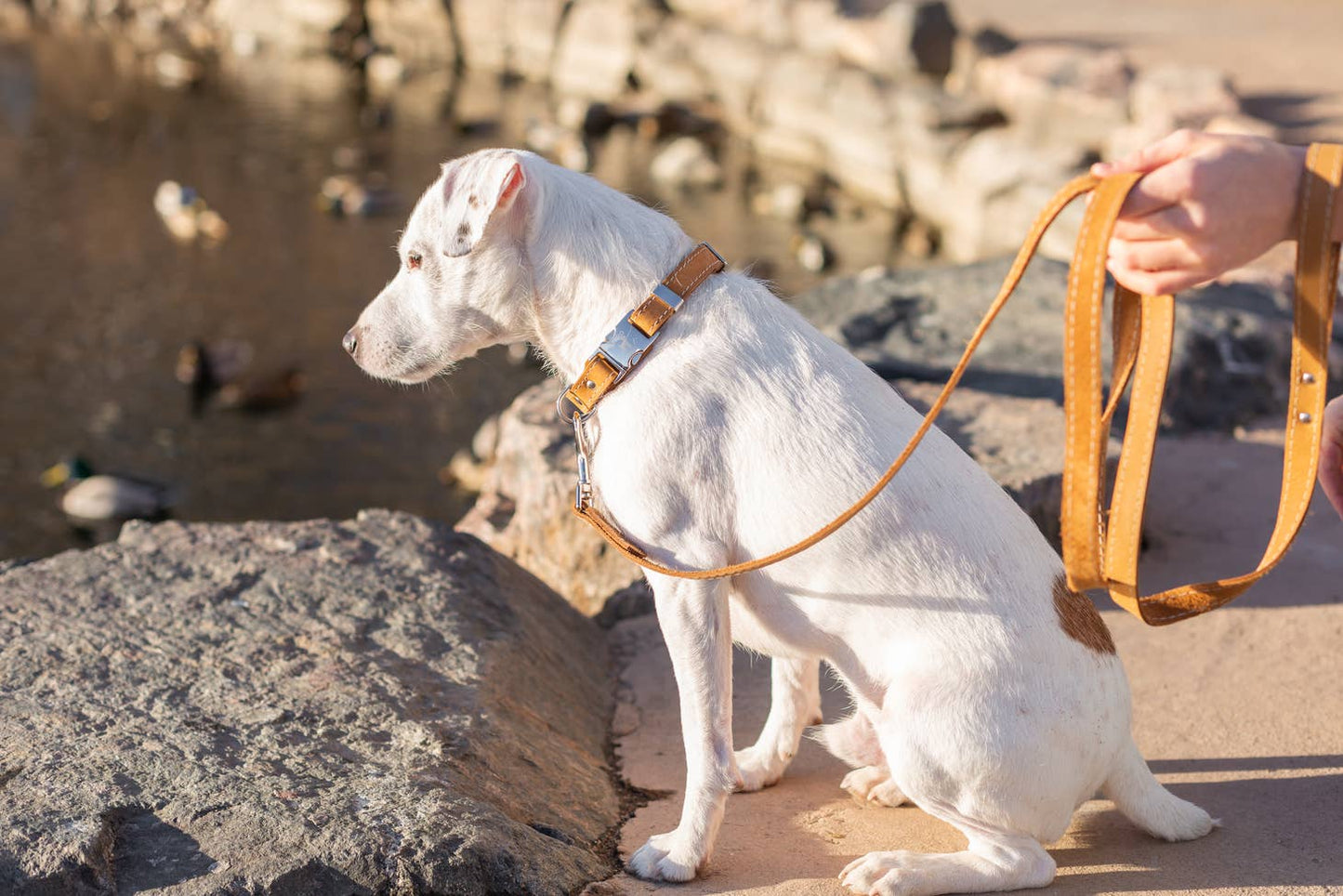 Euro Dog Quick Release Leather Collars Tan