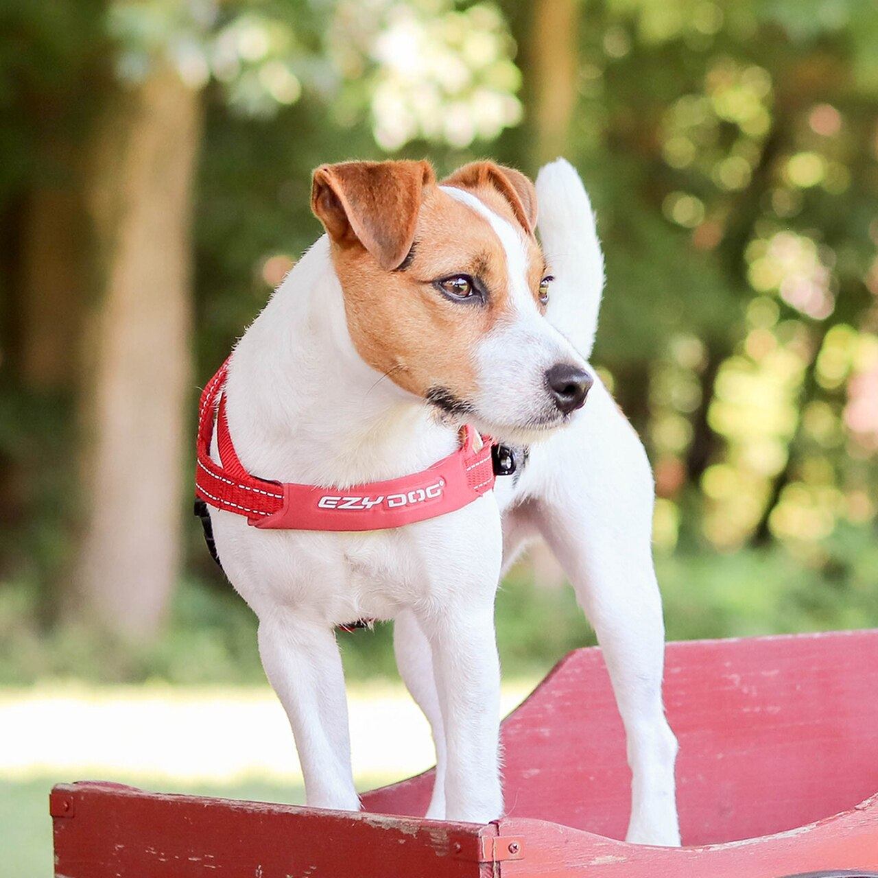 EzyDog Quick Fit Harness Small Red