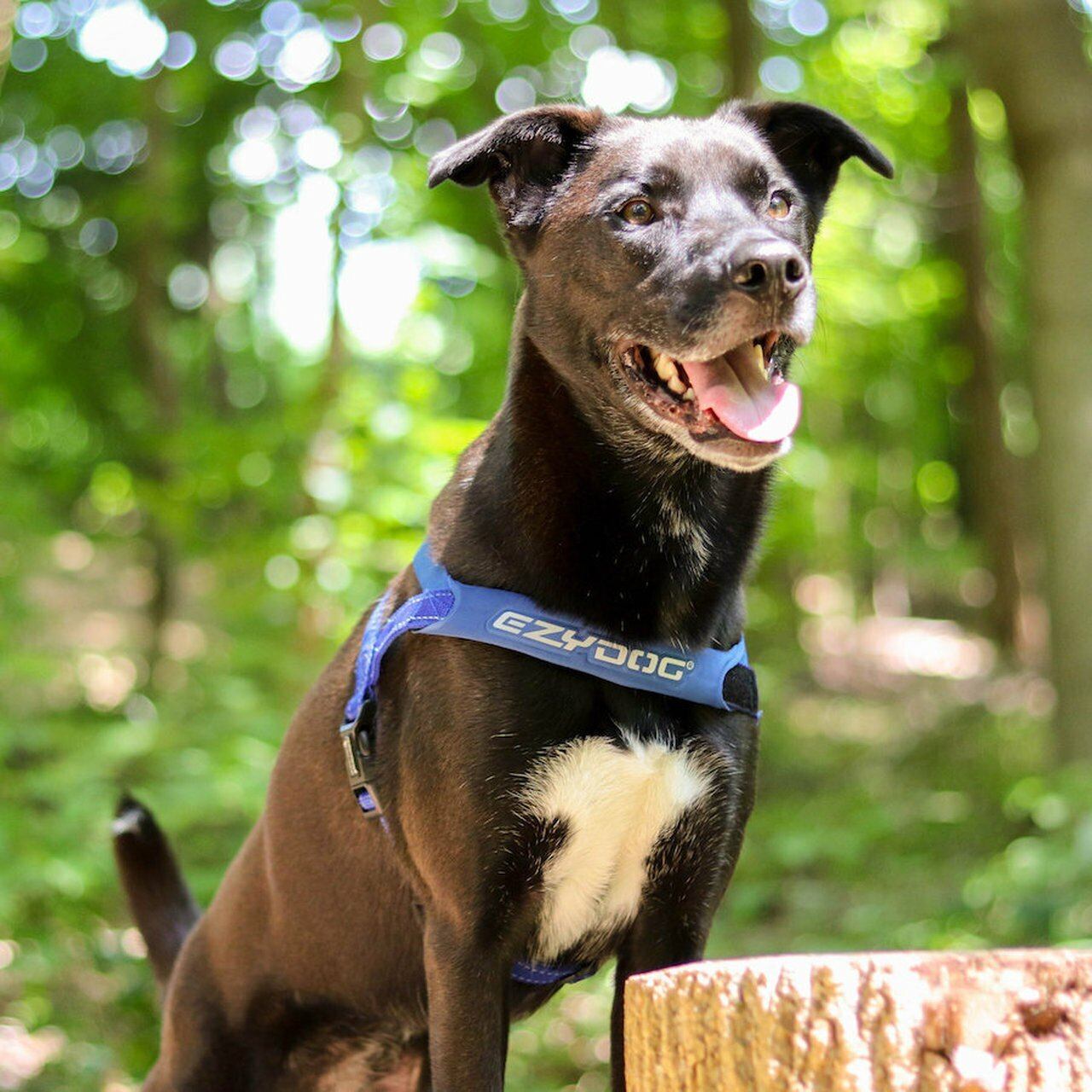 EzyDog Quick Fit Harness