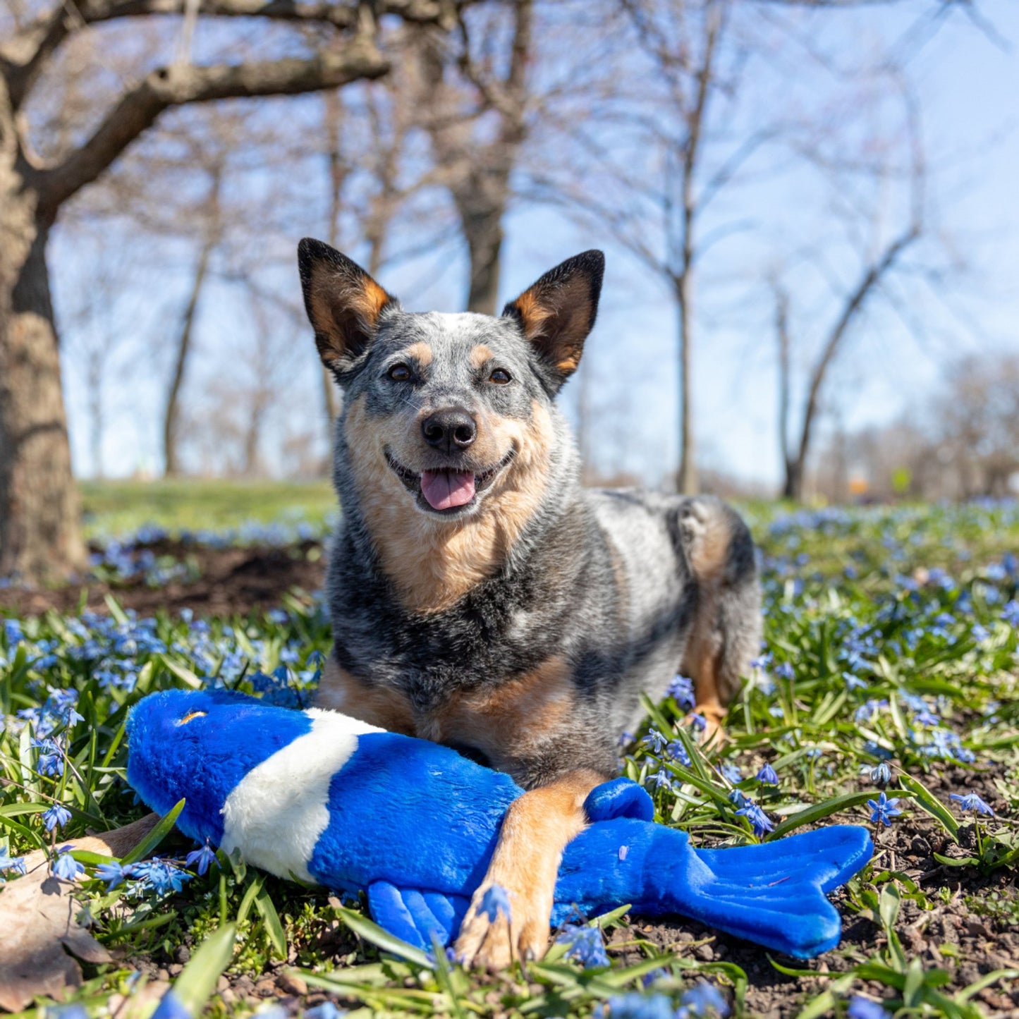 Fluff & Tuff Large and XL Plush Toys - Happy Hounds Pet Supply