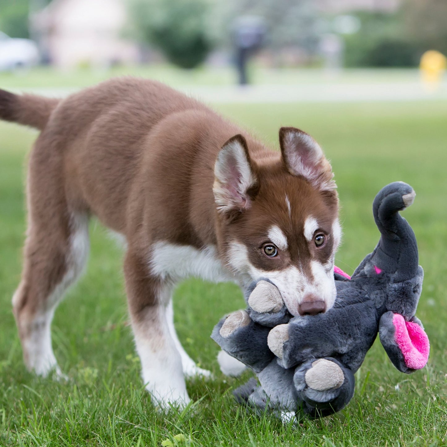 Fluff & Tuff Large and XL Plush Toys - Happy Hounds Pet Supply