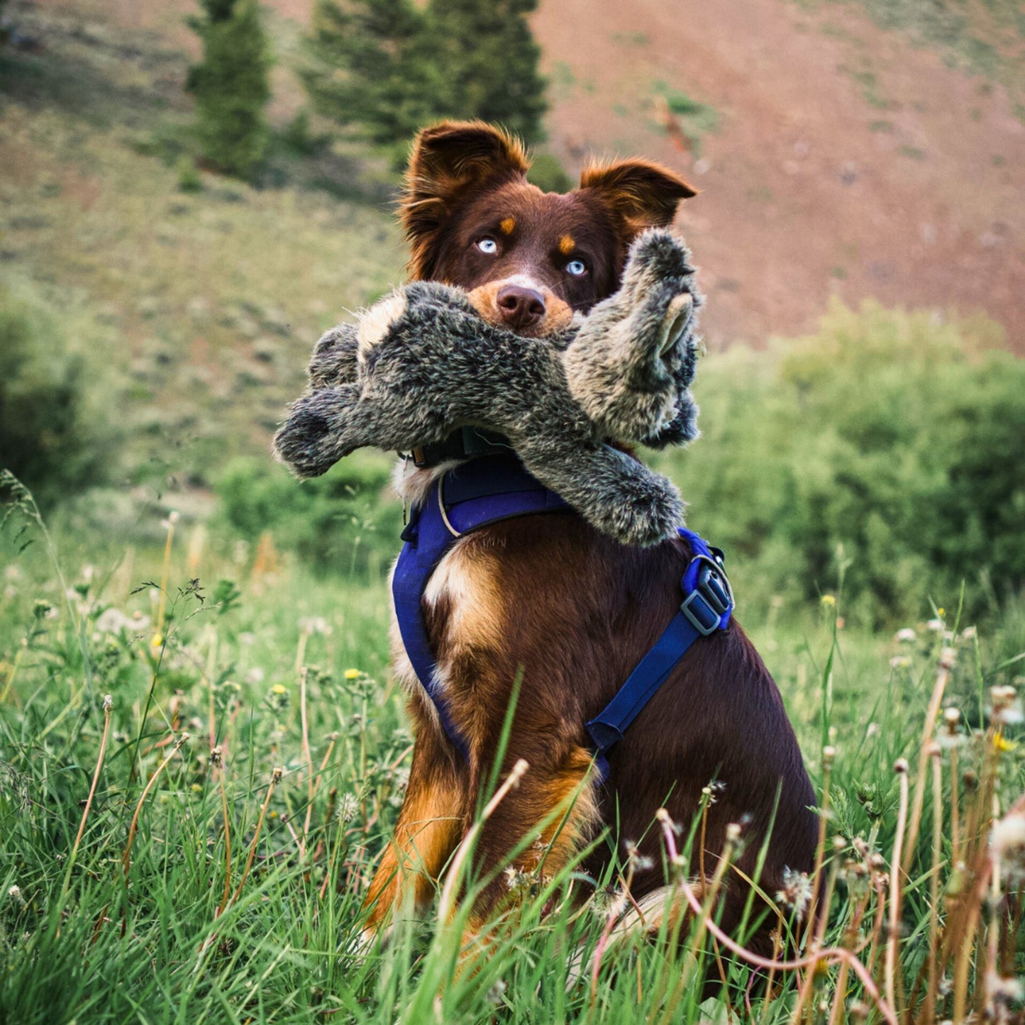 Fluff & Tuff Large and XL Plush Toys - Happy Hounds Pet Supply