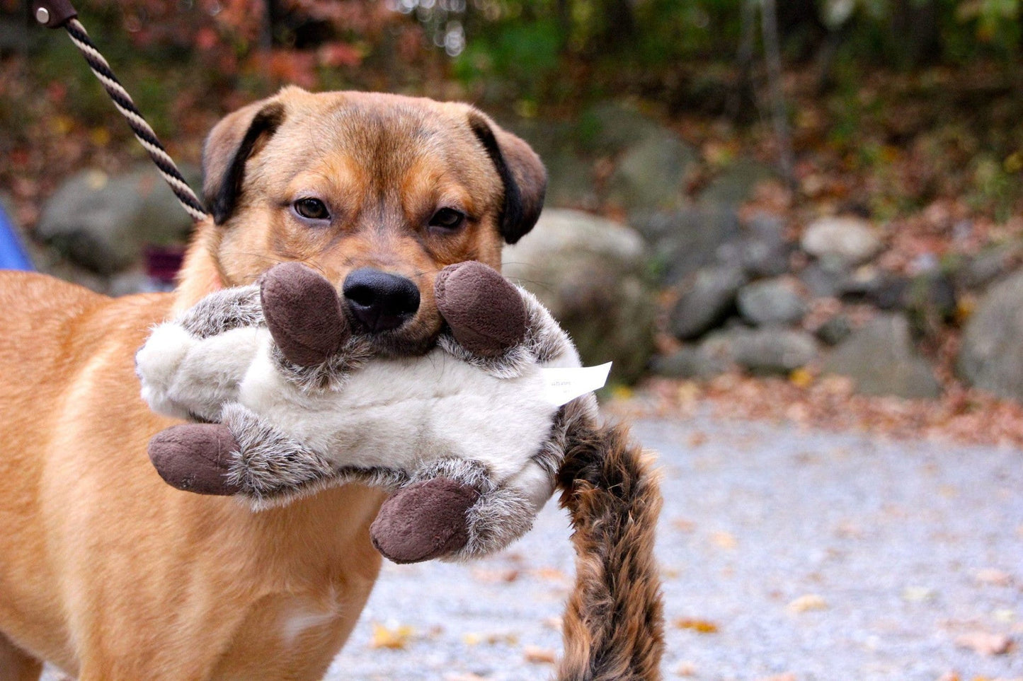 Fluff & Tuff Large and XL Plush Toys - Happy Hounds Pet Supply