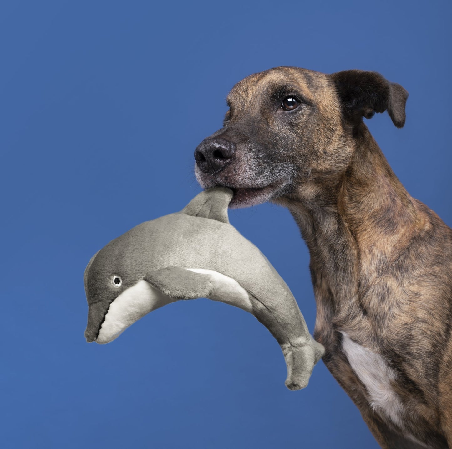 Fluff & Tuff Medium Plush Toys - Happy Hounds Pet Supply