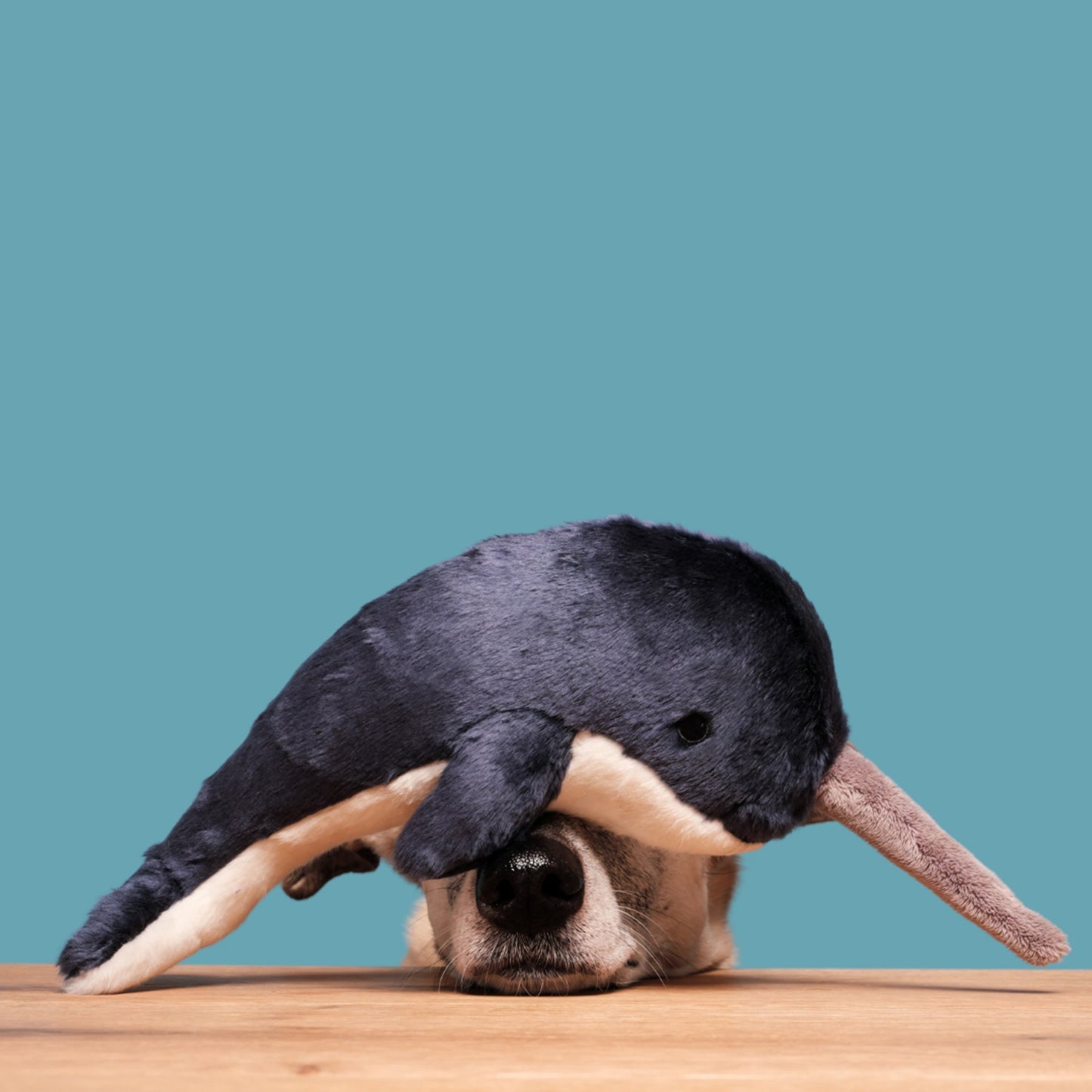 Fluff & Tuff Medium Plush Toys - Happy Hounds Pet Supply