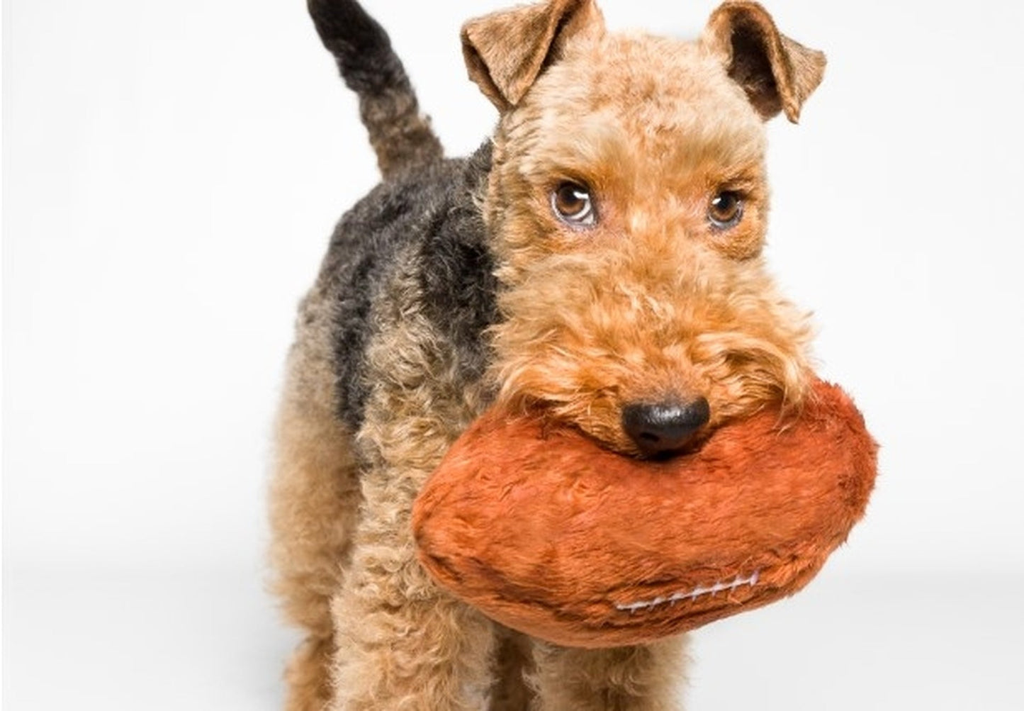 Fluff & Tuff Small Plush Toys - Happy Hounds Pet Supply