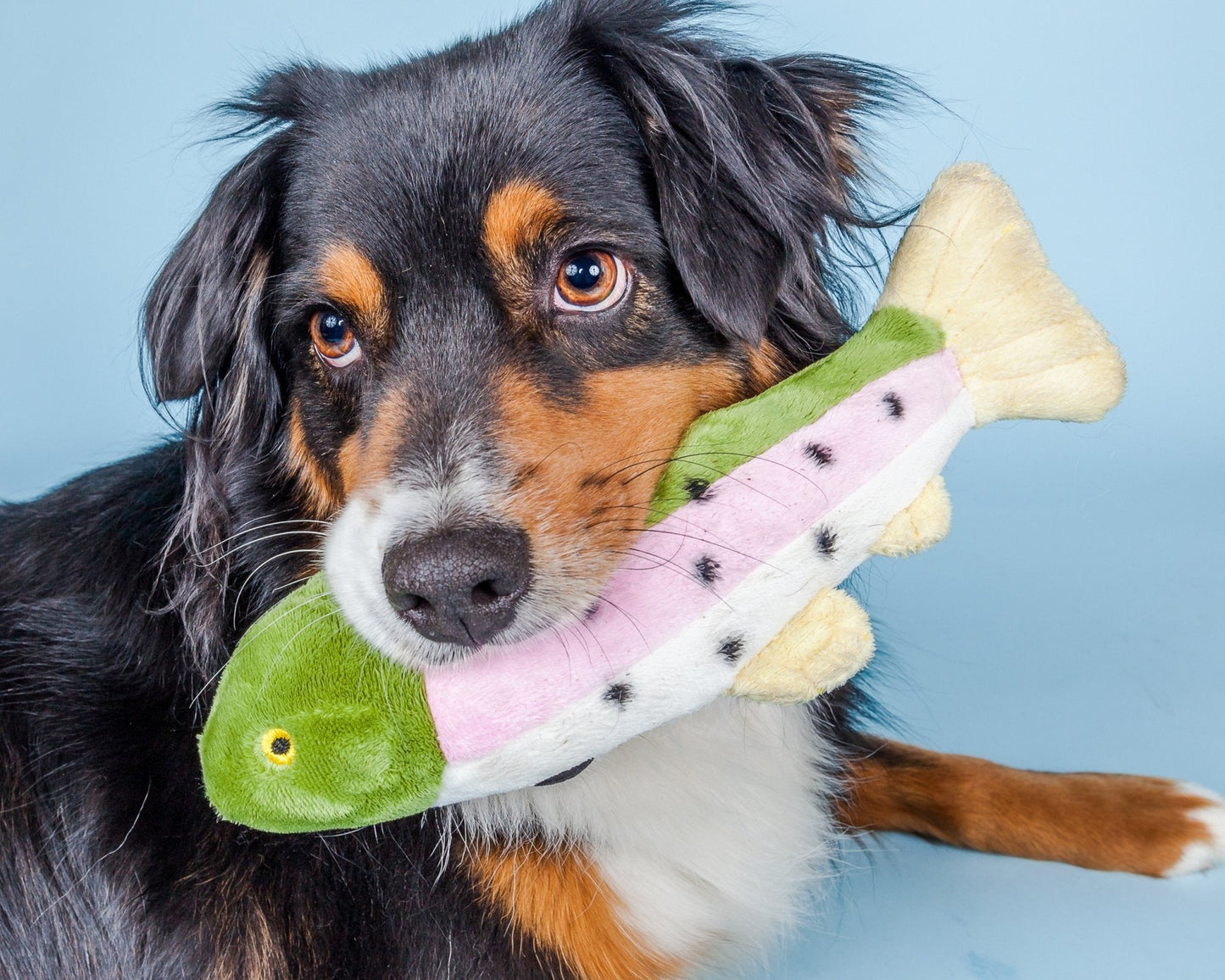 Fluff & Tuff Small Plush Toys - Happy Hounds Pet Supply