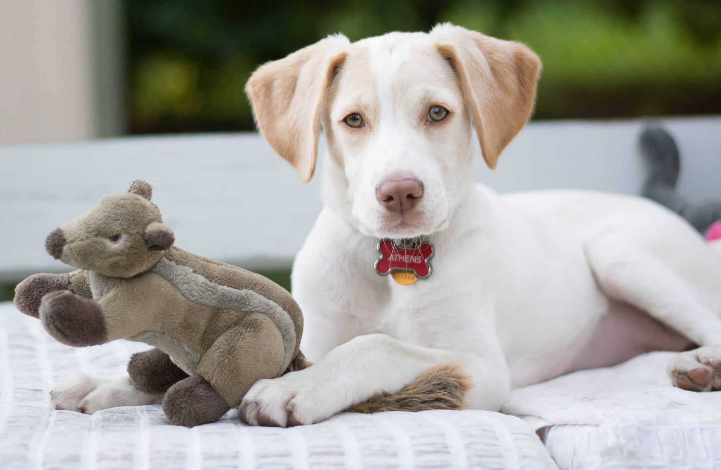 Fluff & Tuff Small Plush Toys - Happy Hounds Pet Supply