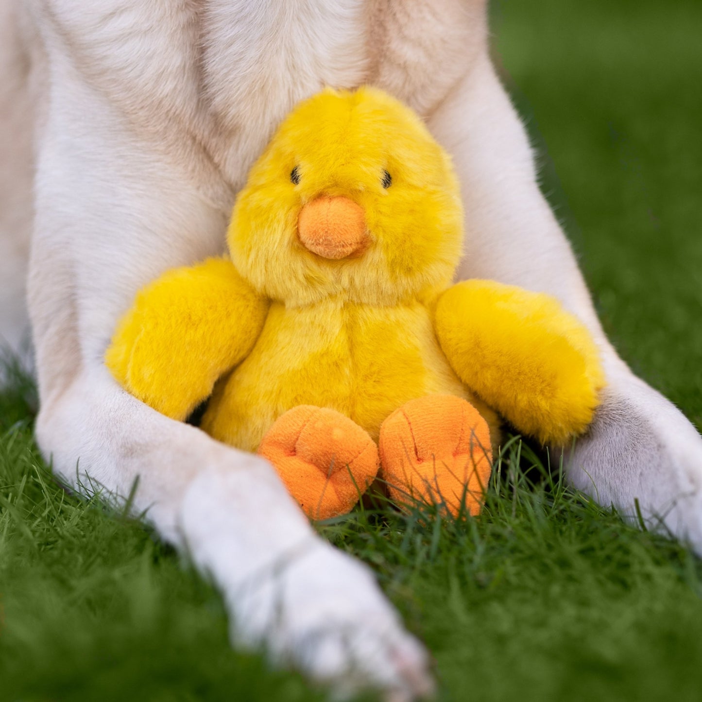 Fluff & Tuff Small Plush Toys - Happy Hounds Pet Supply