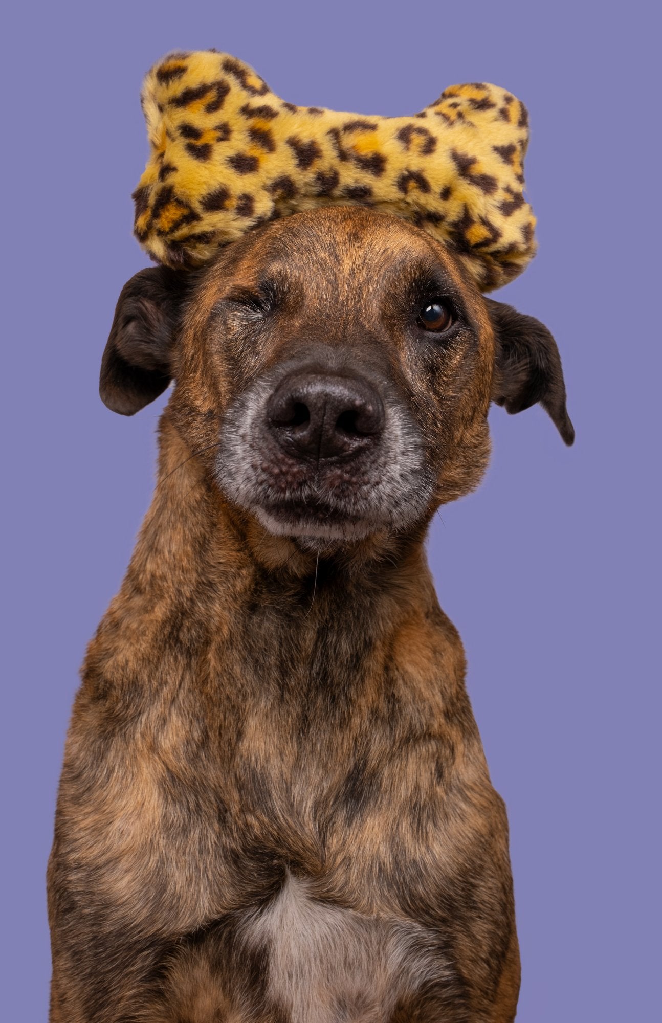 Fluff & Tuff Small Plush Toys - Happy Hounds Pet Supply