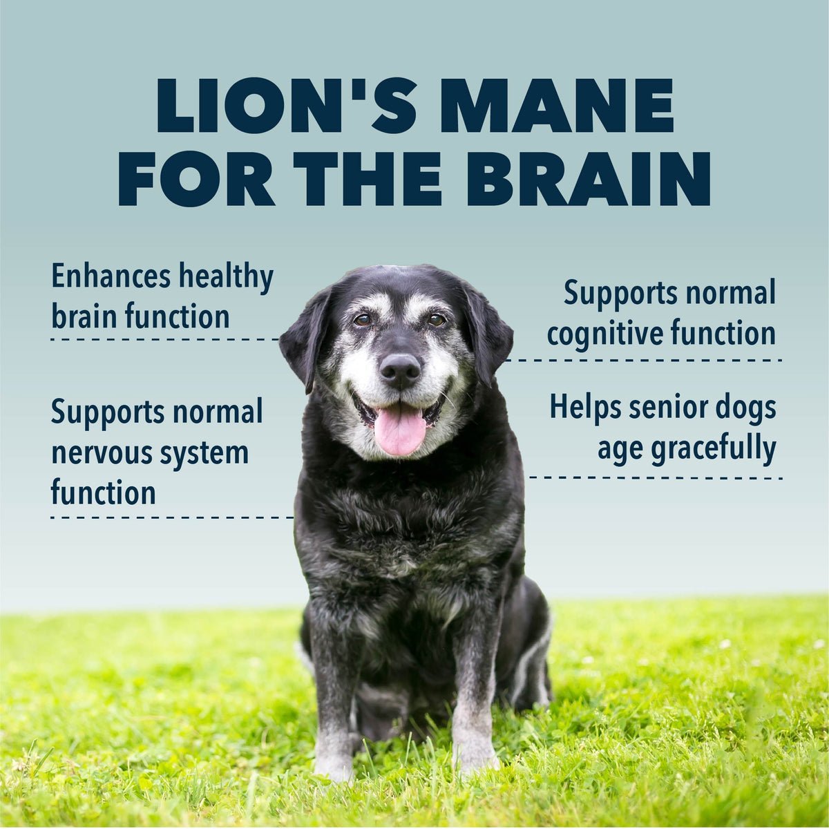 Four Leaf Rover Lion's Mane - Happy Hounds Pet Supply