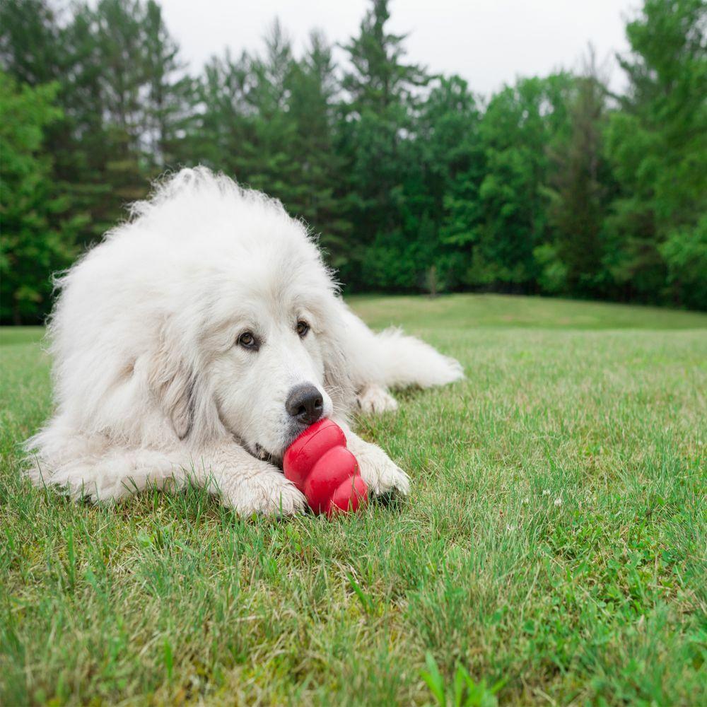 Kong Classic Chew Toy