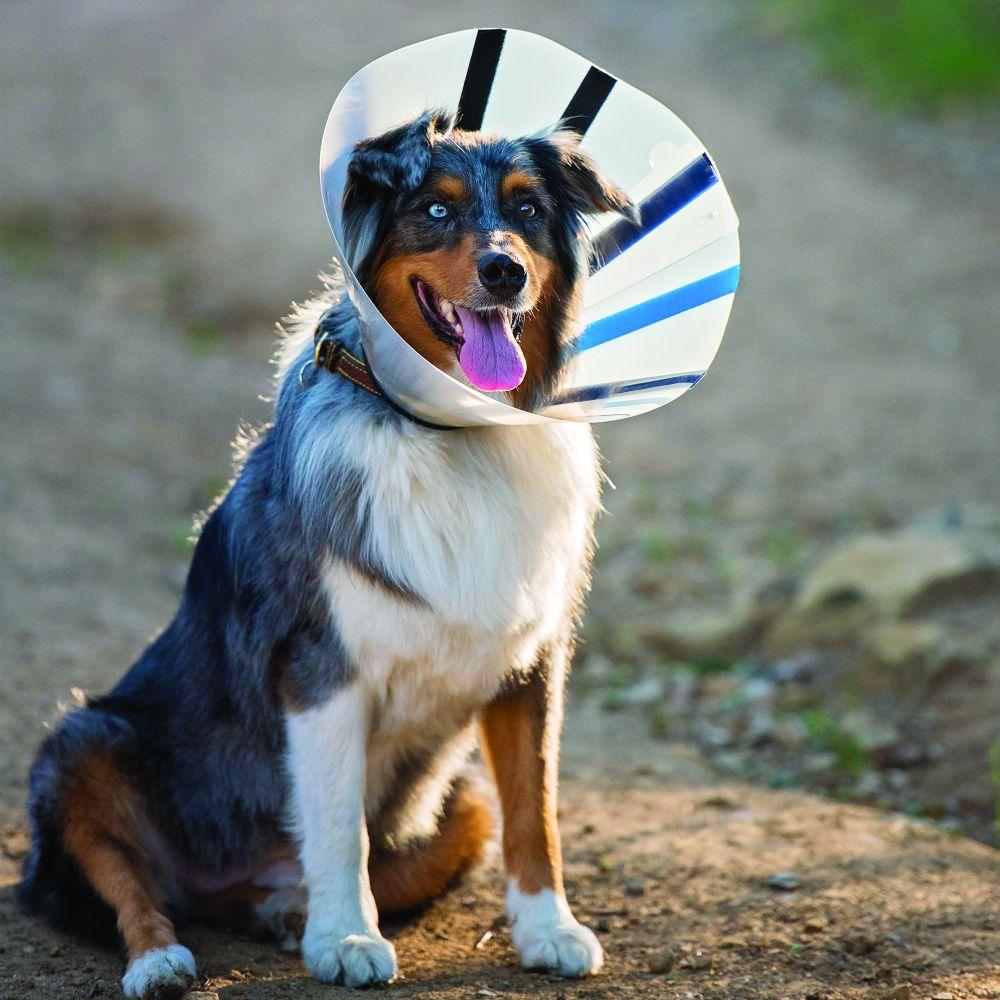 Kong E-Collar