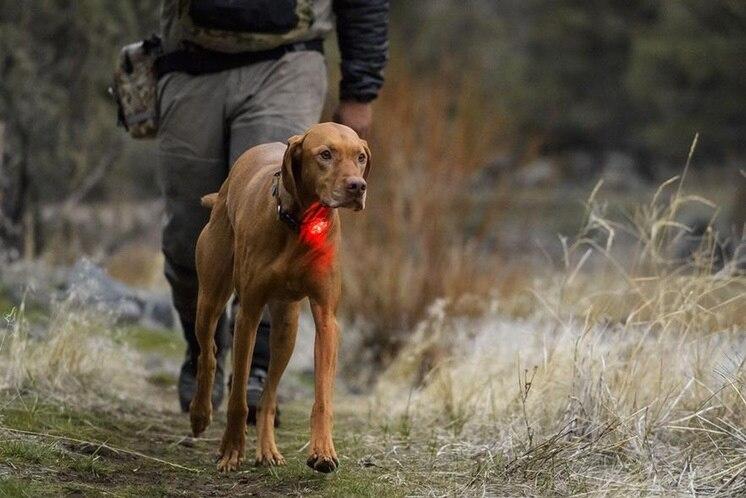 Ruffwear The Beacon Safety Light