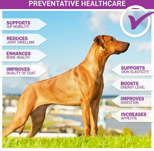 Step Above Collagen Protein for Dogs