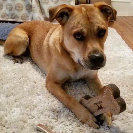 Tall Tails Leather Toys Love My Dog Log