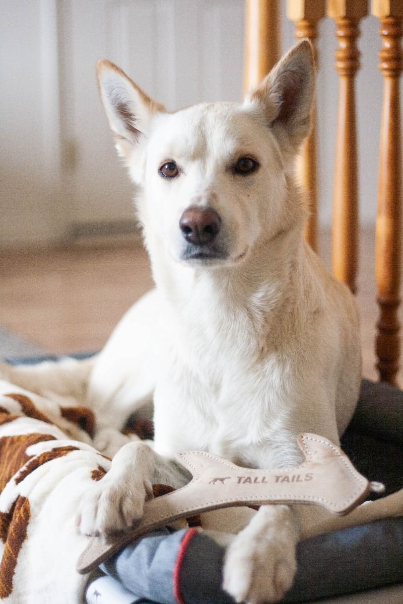 Tall Tails Leather Toys - Happy Hounds Pet Supply