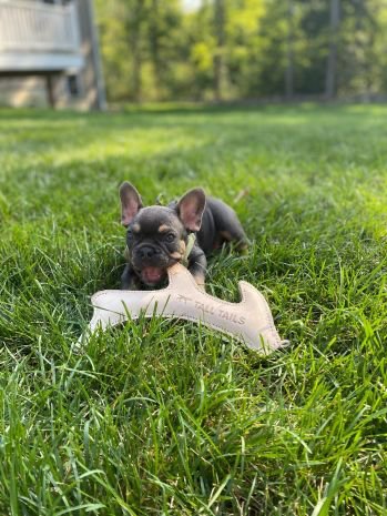 Tall Tails Leather Toys - Happy Hounds Pet Supply