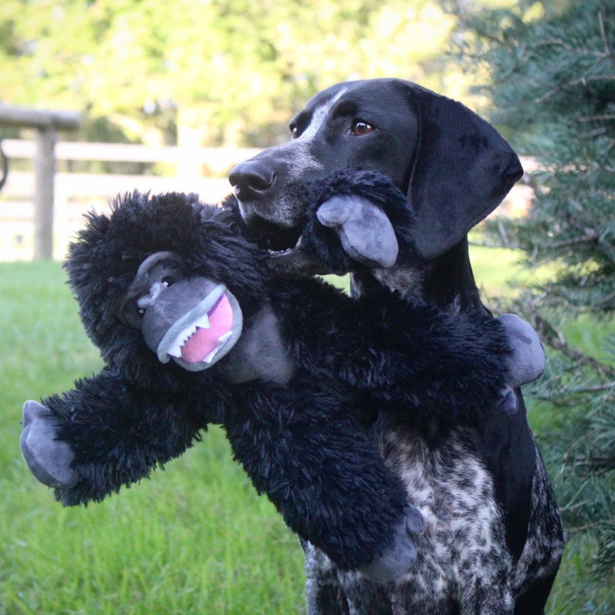 Tall Tails Rope Body Dog Toys - Happy Hounds Pet Supply