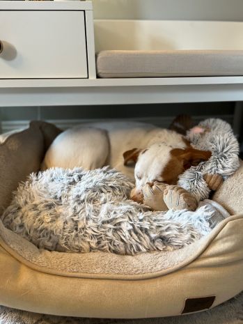 Tall Tails Waterproof Blankets Gray