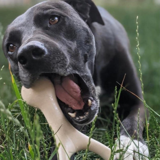 The Betterbone Tough Dog Chew