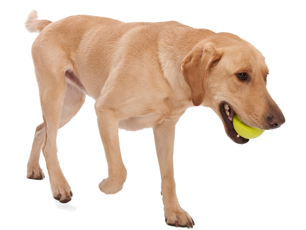 West Paw Jive Zogoflex ball Large Tangerine