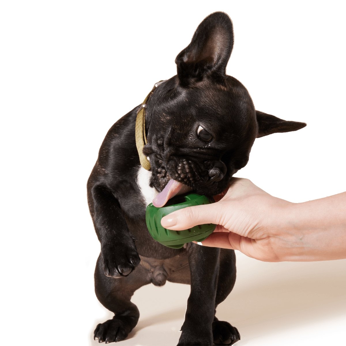 Woof Pupsicle Treat Trays