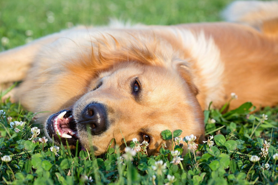 A Brief Overview of Bach Flower Remedies - Happy Hounds Pet Supply
